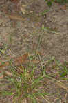 Fragrant spikesedge